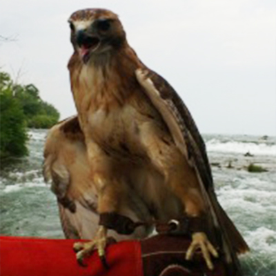 Red-Tailed Hawk