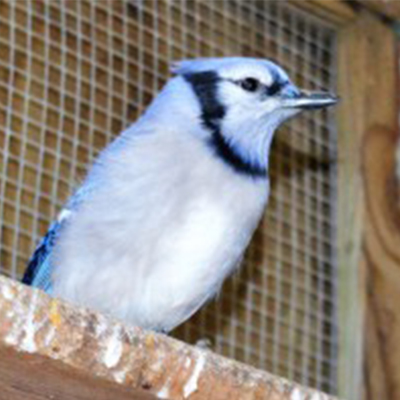 Blue Jay