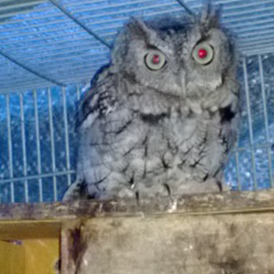 Eastern Screech Owl