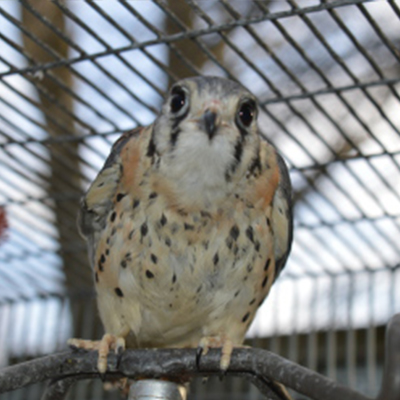Male American Kestrel