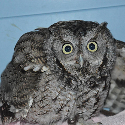 Eastern Screech Owl