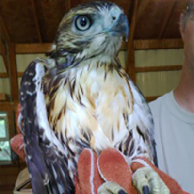 Red-Tailed Hawk