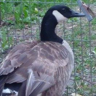 Canadian Goose