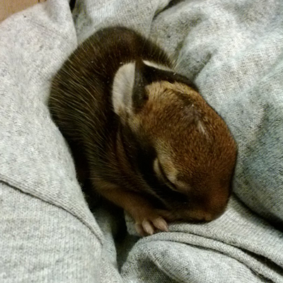 Eastern Cottontail