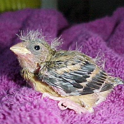 Juvenile Goldfinch