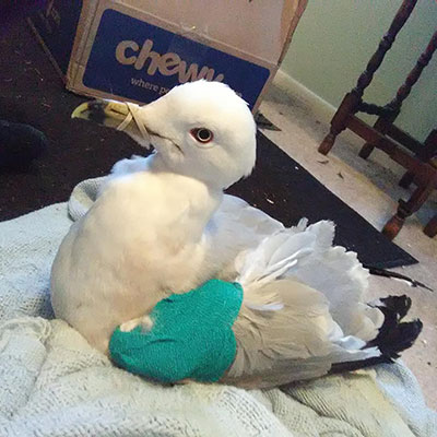 Ring Billed Gull