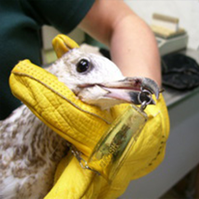 Ring-Billed Gull