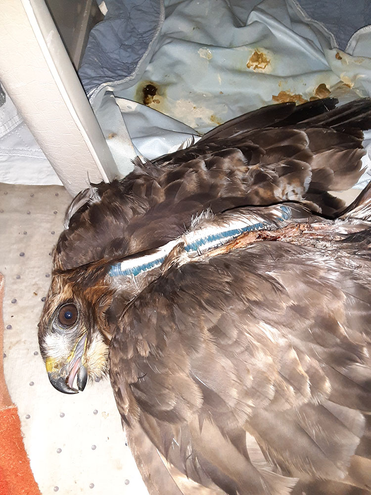 Red Tail with a fractured wing